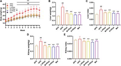 Protective effect of heat-processed Gynostemma pentaphyllum on high fat diet-induced glucose metabolic disorders mice